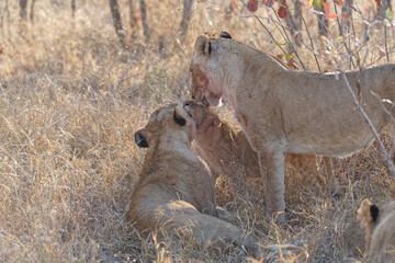 Lioness Cleaning Cub
