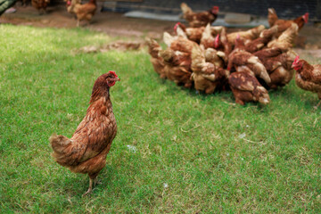 A chicken standing near his group.