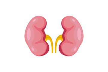 Human kidneys anatomy on white background. Human internal organ icon. Concept of urinary system endocrine system. Vector illustration.