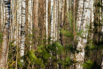 forest background, in the photo birch forest in autumn close-up