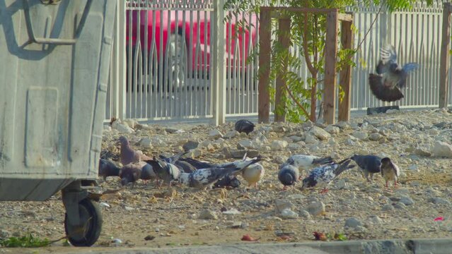 Pigeons feeding by a garbage bin 