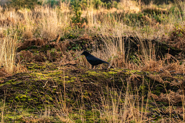 Crow among the grass in the moors