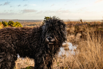 Cute Bouvier des Flandres on a nature walk in Ashdown forest