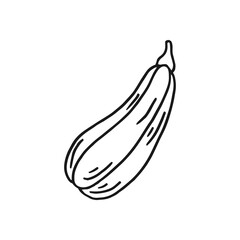 Pumpkin. Hand drawn vector illustration in doodle style. Black and white image of vegetables.