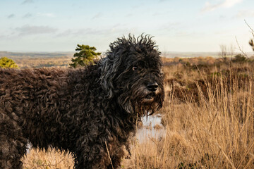 Cute Bouvier des Flandres on a nature walk in Ashdown forest