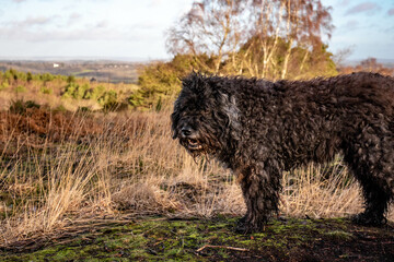 Cute Bouvier des Flandres on a nature walk in Ashdown forest