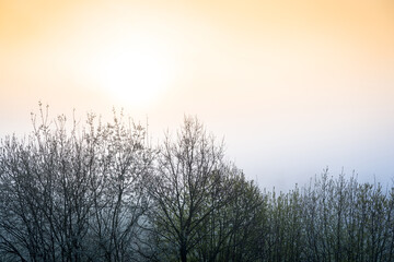 Silhouette of tree at sunset