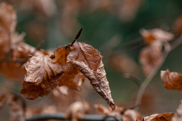 Dried leaves on branch close up abstract nature background