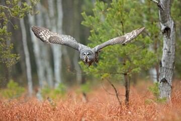 Strix nebulosa, Great grey owl
Puštík vousatý in fte flight