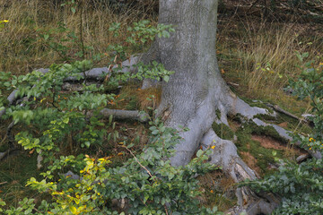 Schöner Buchenstamm mit Wurzelgeflecht am Waldrand