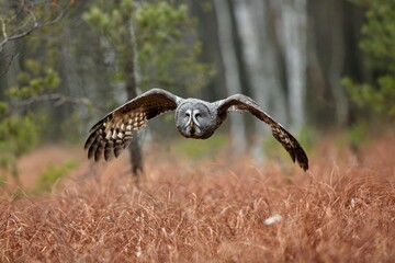Strix nebulosa, Great grey owl
Puštík vousatý in fte flight