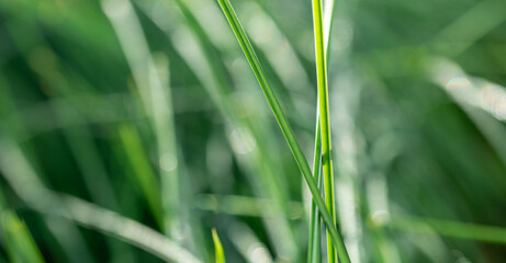Green grass. Ecology. Natural background, selective focus