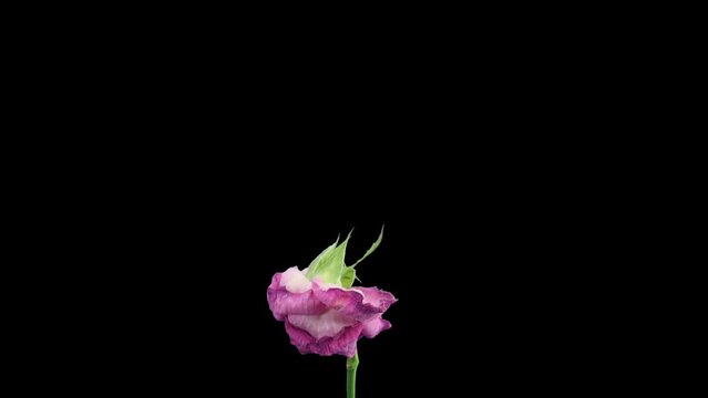 Time lapse of resurrection pink Aqua rose in RGB + ALPHA matte format isolated on black background
