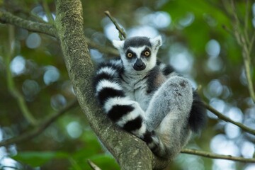 Ring-tailed Lemur - Lemur catta, beautiful lemur from Southern Madagascar forests. Closeup, portrait. © Miroslav Srb
