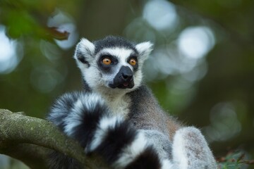 Ring-tailed Lemur - Lemur catta, beautiful lemur from Southern Madagascar forests. Closeup,...