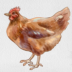 a set of illustrations of domestic chickens, poultry farming, chickens, roosters and chickens © Лариса Хамукова