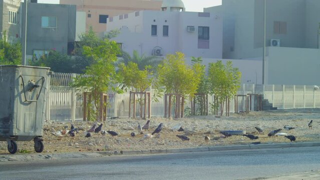 Pigeons by a dumpster in a town 