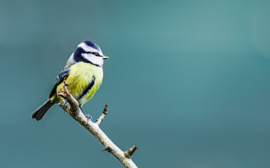 A close up of a single Bluetit on a tree branch with a clean smooth background with copy space