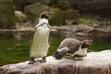 Pinguine
