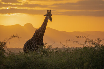 Southern Giraffe during sunrise surrounded by a warm sky