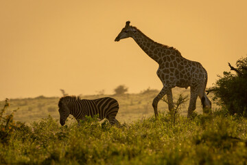 Southern Giraffe during sunrise surrounded by a warm sky