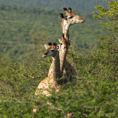 Mother giraffe with two calfs each looking in a different direction