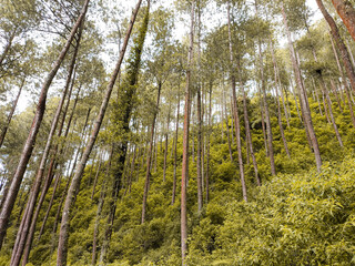 pine tree forest. towering tree. pollution-free nature, the atmosphere is still beautiful, cool and...