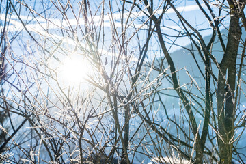 Sun shining through trees