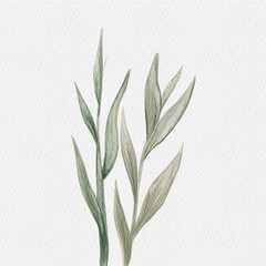 leaves on white background