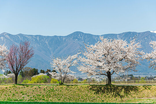 桜咲く松本市と北アルプス