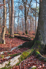 Obraz premium Kleiner Mischwald mit Buchen, Fichten und Nachwuchs