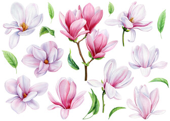 Collection magnolia flowers on an isolated white background, watercolor floral design elements - obrazy, fototapety, plakaty