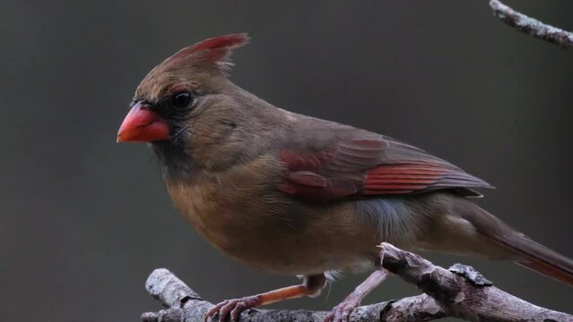 Female Cardinal on a small shaky limb on a dead tree