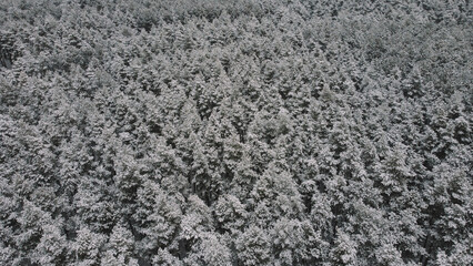 aerial view of the snowy forest