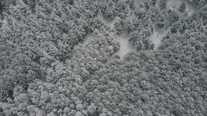 aerial view of the snowy forest