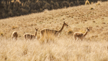 Obraz na płótnie Canvas vicuñas, peruvian andes