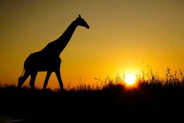Fototapeta na wymiar Afrika Sonnenaufgang und Sonnenuntergang mit einer Girafe im Etosha Nationalpark