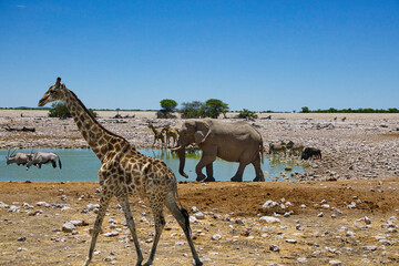 Tiere im Etosha Nationalpark am Wasserloch