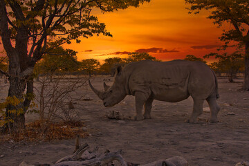 Afrika Sonnenaufgang  und Sonnenuntergang mit Nashornim Etosha Nationalpark