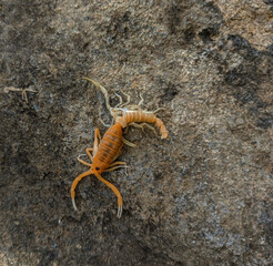 scorpion shedding skin