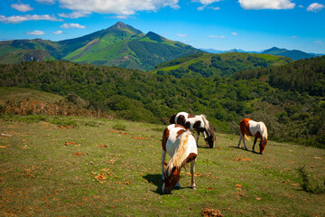 Pottok or Pottoka, wild horses in the Basque Country