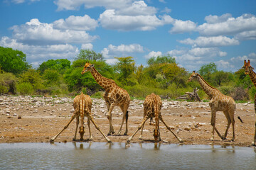 Tiere im Etosha Nationalpark am Wasserloch - obrazy, fototapety, plakaty