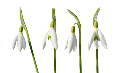 Spring snowdrop flowers isolated on transparent background, PNG.