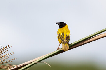Black-headed Weaver bird community, Ploceus melanocephalus, Queen Elizabeth National Park, Uganda....