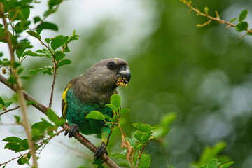 Wunderschöne bunte Vögel in Afrika