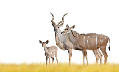 Greater kudu isolated on transparent background, PNG.  - 561066090