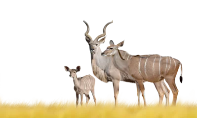 Fotobehang Greater kudu isolated on transparent background, PNG.  © vencav