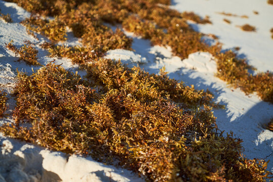 Sargasso piled up on the beach on the sand in the Caribbean. Environmental awareness.