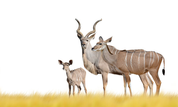 Greater kudu isolated on transparent background, PNG. 
