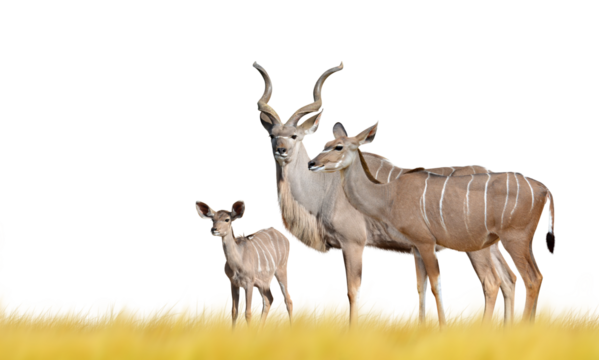 Greater kudu isolated on transparent background, PNG. 